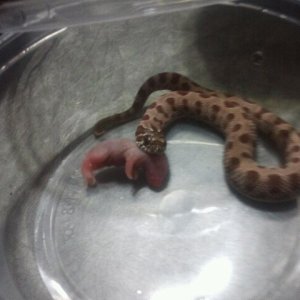 100% het Albino Conda Chowing Down on a F/t pinky