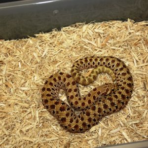 Twin Spot Male I got in a trade