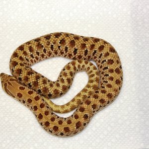 Twin Spot Male I got in a trade