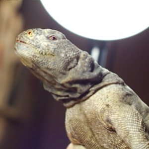 Male Egyptian Uromastyx