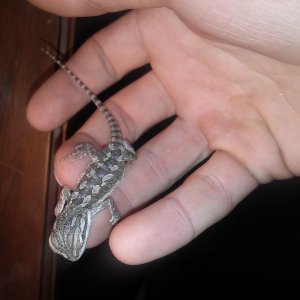 Baby beardies