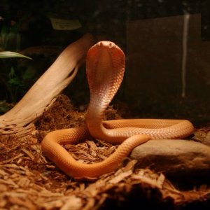 .1 albino monocle