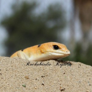 Scincopus fasciatus Peters Banded Skink