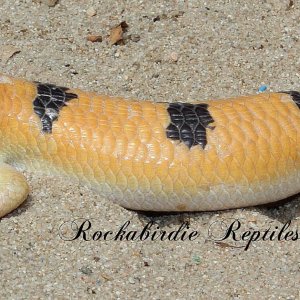 Scincopus fasciatus Peters Banded Skink