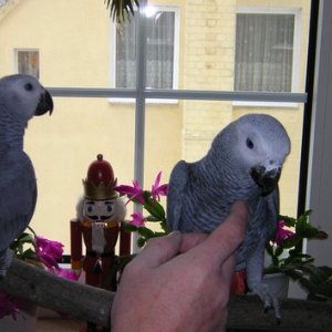 Hand fed african grey gray babies