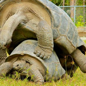 ALDABRA BREEDER