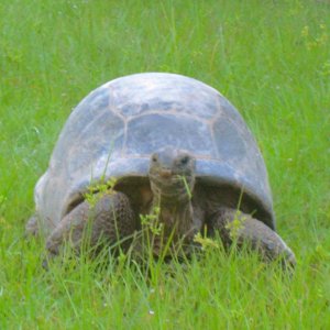 ALDABRA BREEDER