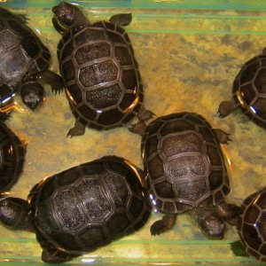 ALDABRA BREEDER