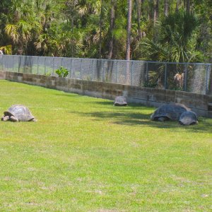 ALDABRA BREEDER