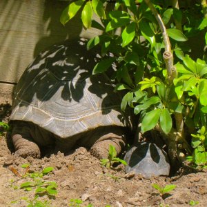 ALDABRA BREEDER