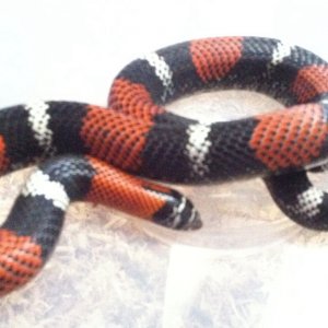 Tri-color