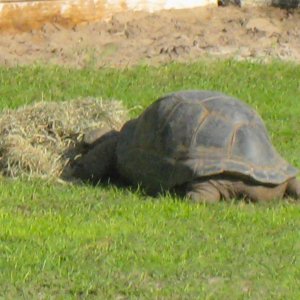 ALDABRAMAN // ALDABRA TORTOISE BREEDERS