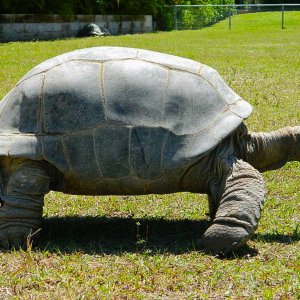 ALDABRAMAN // ALDABRA TORTOISE BREEDERS