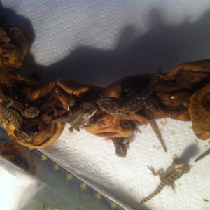 Bearded Dragons
