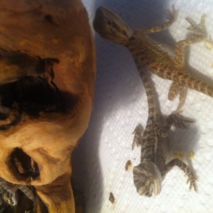 Bearded Dragons