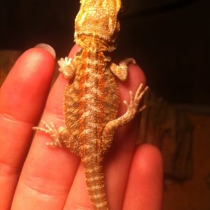 Bearded Dragons