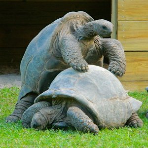 ALDABRAMAN // ALDABRA TORTOISE BREEDERS