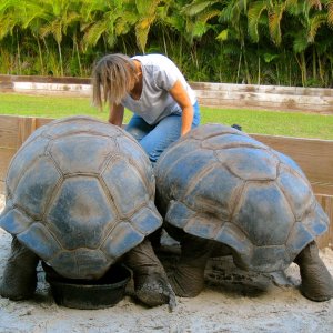 ALDABRAMAN // ALDABRA TORTOISE BREEDERS