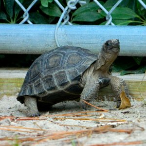 ALDABRAMAN // ALDABRA TORTOISE BREEDERS