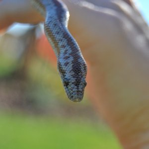 Ziggy the Rosy Boa