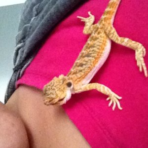 My first baby beardie ... Blaze :)