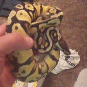 pastel yb 3