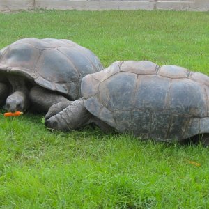 ALDABRA BREEDER