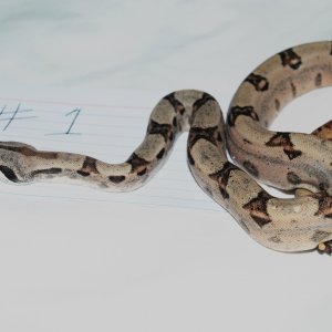 Male Hypo $150