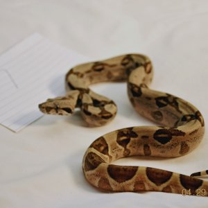 Female Hypo Jungle $450