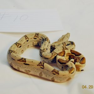 Male Low Expression Jungle $100