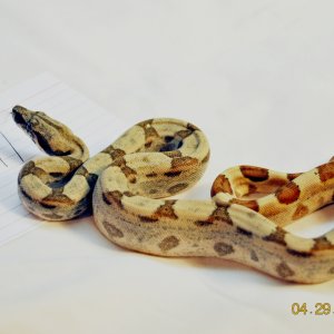Male Hypo Jungle Low Expression $225