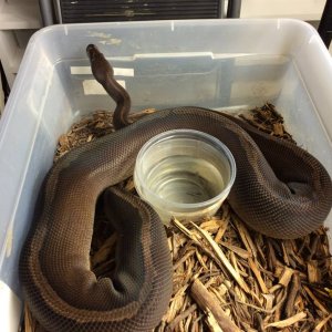 Black razor Female 2545 g $2000 ready to breed this season.