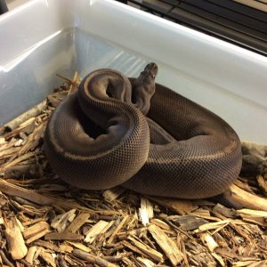 Black Razor Female 2013, 1278 g $1200