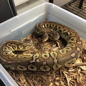 Pewter female for sale