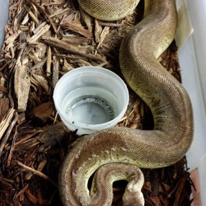 Pewter Blast, 2538 g 3 gene lemon pastel black pastel and pin, ready to bre