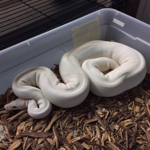 Ivory female 2240 g ready to breed ( make me an offer)