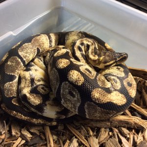 Calico 100% het for albino 1396 g $700 ready to breed