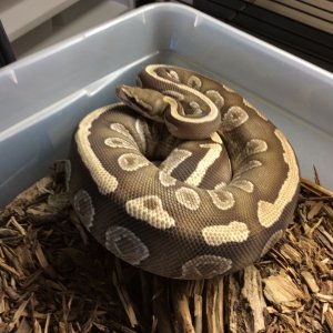 Mojave Fire female 50% het for ghost 1355 g $600 ready to breed this season