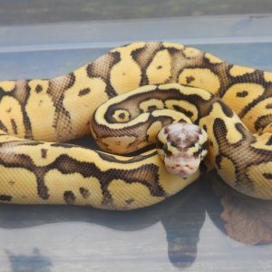 male superfly