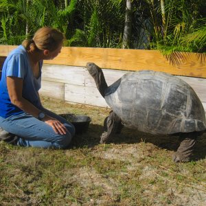 ALDABRA BREEDER