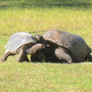 ALDABRA BREEDER