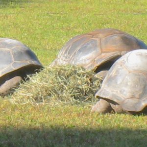 ALDABRA BREEDER