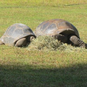 ALDABRA BREEDER