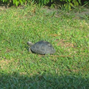 ALDABRA BREEDER