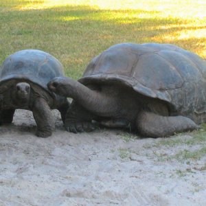 ALDABRA BREEDER
