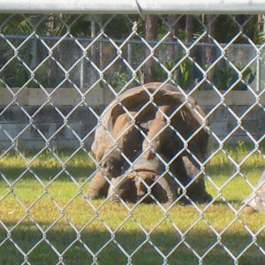 ALDABRA BREEDER
