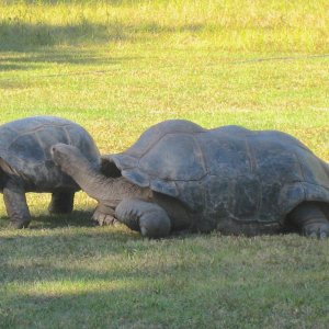 ALDABRA BREEDER