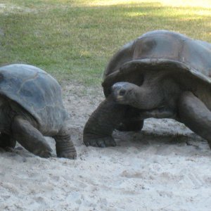ALDABRA BREEDER