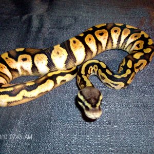 ball pythons for sale