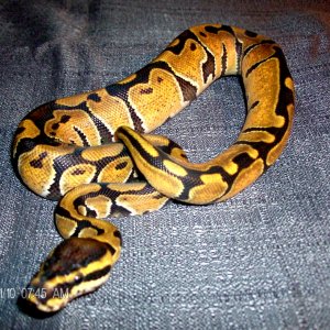 ball pythons for sale